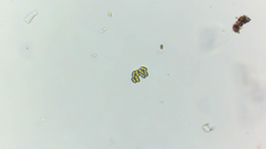 Scenedesmus