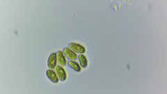Scenedesmus
