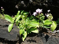Pentas lanceolata