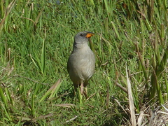 Embernagra platensis