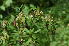 Rhododendron columbianum
