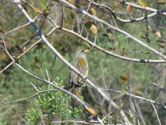 Embernagra platensis