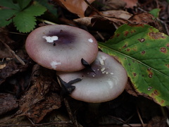 Russula fragilis