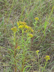 Solidago riddellii