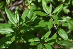 Rhododendron columbianum