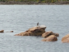 Microcarbo africanus