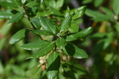 Rhododendron columbianum