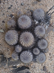 Copiapoa