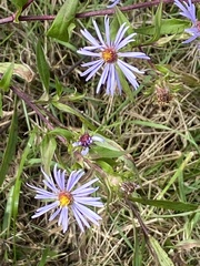 Symphyotrichum puniceum