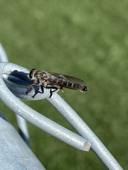 Neomochtherus willistoni