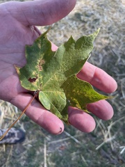 Acer nigrum