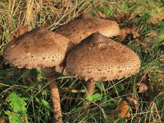Macrolepiota procera