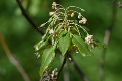 Rhododendron columbianum