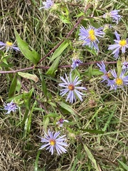 Symphyotrichum puniceum