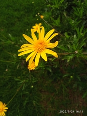 Euryops chrysanthemoides