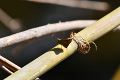 Polites vibex praeceps