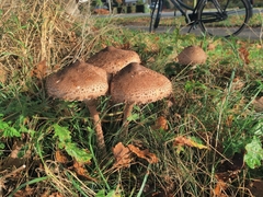 Macrolepiota procera