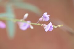 Swainsona campylantha