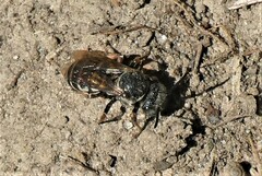 Triepeolus pectoralis