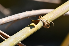 Polites vibex praeceps