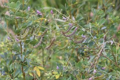 Swainsona campylantha