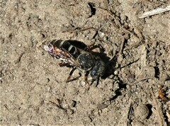 Triepeolus pectoralis