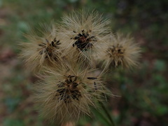 Hieracium scabrum