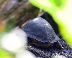 Rhinoclemmys funerea