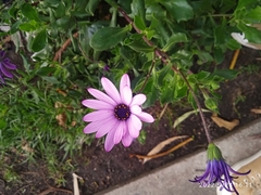 Dimorphotheca spectabilis