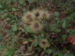 Hieracium scabrum