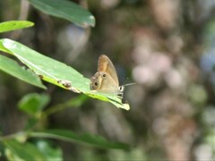 Hypocysta irius
