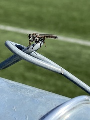 Neomochtherus willistoni