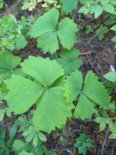 Vanilla leaf