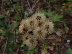 Hieracium scabrum