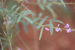 Swainsona campylantha