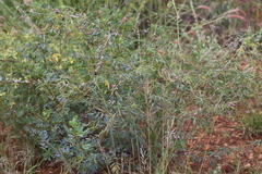 Swainsona campylantha