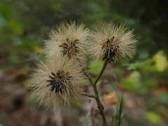 Hieracium scabrum