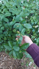 Brunfelsia australis