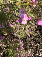 Boronia