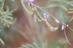 Swainsona campylantha