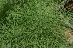 Equisetum