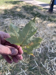 Acer nigrum