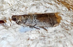 Chararica hystriculella