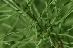 Equisetum
