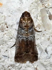 Chararica hystriculella