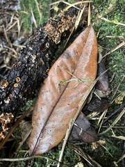 Ocotea caesariata
