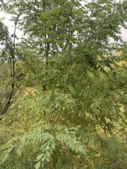 Robinia pseudoacacia
