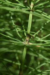 Equisetum