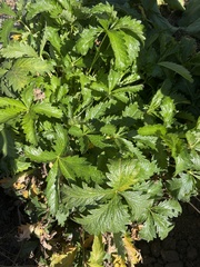 Potentilla gracilis