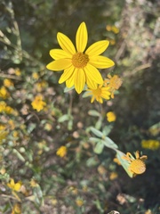 Eriophyllum lanatum